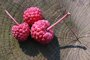 Hildegard Grenzemann-Spiller